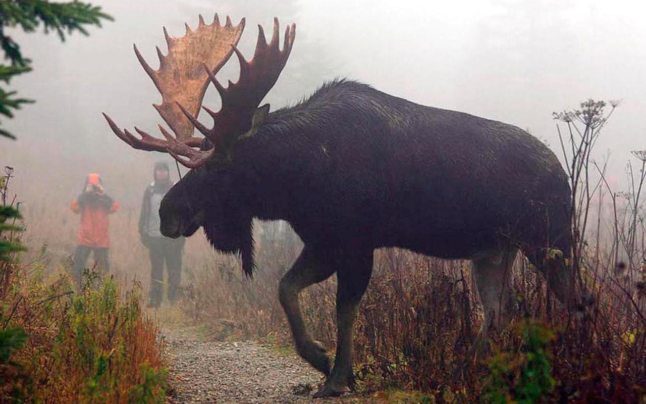 فيلا Le Ti Moose لا مالباي المظهر الخارجي الصورة
