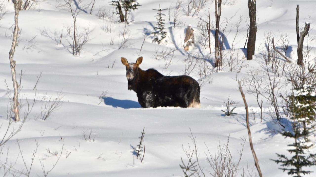 فيلا Le Ti Moose لا مالباي المظهر الخارجي الصورة
